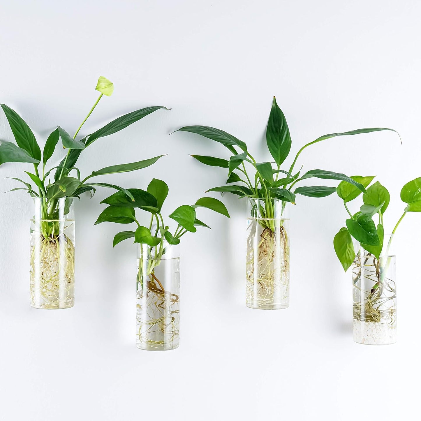 Short Cylinder Wall Planter 2 Pack, Clear Glass Hydroponic Tubes | Borosilicate Glass, Clear & Durable. Wall-Mounted. Ideal for Hydroponics, Air Plants, Cuttings. Great Gift for Plant Lovers.